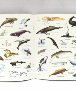 Whales and Dolphins Info Stickers