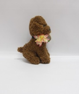 Dark Brown Puppy
